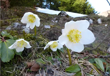 Weiße Blumen mit gelben Staubgefäßen wachsen in der Natur. Im Hintergrund sind Bäume und eine schneebedeckte Fläche sichtbar.