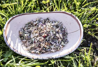 Eine Schale voller getrockneter Pflanzen und Blüten steht auf dem Gras. Die Mischung zeigt verschiedene Farben und Texturen der Natur.