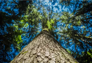 Ein Blick von unten auf einen hohen Baum, der tief ins blaue Himmel zeigt. Das Bild zeigt das Zusammenspiel von Licht und Schatten durch die Blätter.
