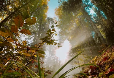Ein sonniger Wald mit dichten, grünen Bäumen und sanften Lichtstrahlen. Am Boden sind bunte Blätter und grüne Pflanzen zu sehen.