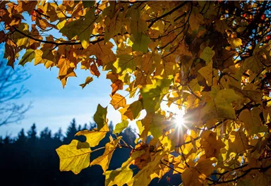 Bunte Blätter in Gelb und Orange vor einem klaren blauen Himmel. Die Sonne scheint durch die Blätter und schafft eine helle Atmosphäre.
