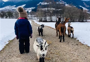 Ein Kind mit einem warmen Hut geht einen Kiesweg entlang, gefolgt von mehreren Ziegen. Die Umgebung zeigt schneebedeckte Flächen und Berge im Hintergrund.
