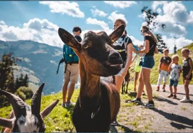 Eine neugierige Ziege steht im Vordergrund, während eine Gruppe von Menschen im Hintergrund die Berglandschaft genießt. Der Himmel ist blau mit einigen Wolken, und die Umgebung ist grün und hügelig.