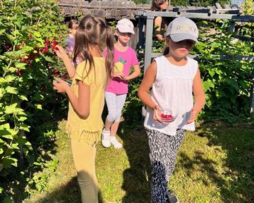 Kinder pflücken Beeren in einem Garten. Die Sonne scheint und sie haben Spaß bei der Ernte.