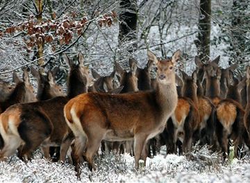 Eine Gruppe von Rehen steht im Schnee in einem verschneiten Wald. Die Bäume sind mit Schnee bedeckt, und die Tiere blicken aufmerksam in die Umgebung.