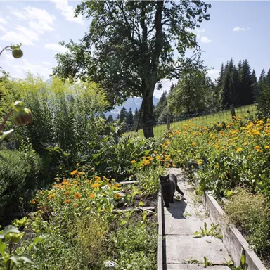 Ein wunderschöner Garten mit bunten Blumen und einem klaren blauen Himmel. Eine Katze sitzt im Gartenweg, umgeben von Pflanzen.