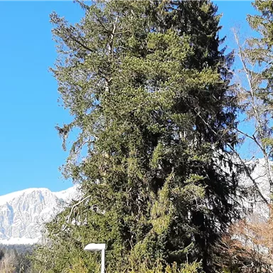 Ein schöner Ausblick auf Bäume und schneebedeckte Berge unter einem klaren blauen Himmel. Die Landschaft strahlt Ruhe und Natürlichkeit aus.