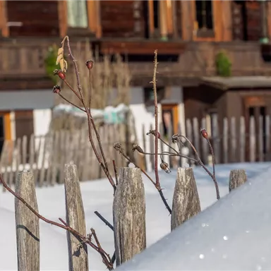 A snow-covered garden with a wooden fence in the foreground. In the background, you can see a traditional, rustic house.