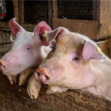 Zwei neugierige Schweine in einem Stall. Sie schauen über eine Holzbarriere hinweg.