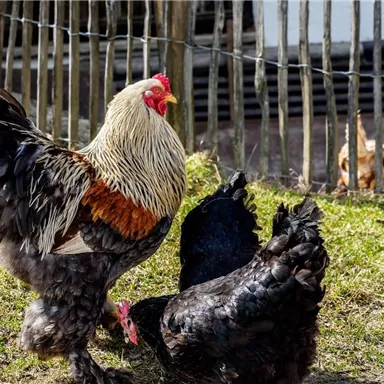 Ein prächtiger Hahn mit buntem Gefieder steht auf grünem Gras. Im Hintergrund sind weitere Hühner zu sehen, die hinter einem Zaun stehen.