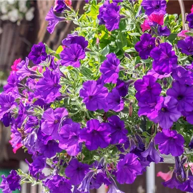 Ein bunter Blumenkasten mit leuchtend violetten Petunien. Die Blumen strahlen vor einer schönen, grünen Hintergrundlandschaft.