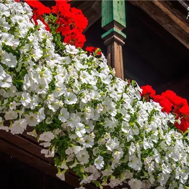Bunte Blumen am Balkon mit weißen und roten Petunien. Der Anblick vermittelt eine fröhliche und einladende Atmosphäre.