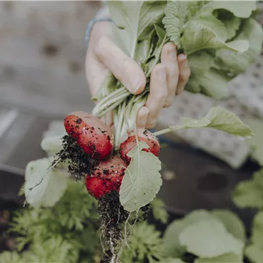 Eine Hand hält frische Radieschen aus der Erde. Die Radieschen sind rot und haben grüne Blätter.
