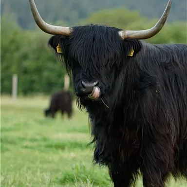 Ein schwarzes Hochlandrind steht auf einer Wiese. Im Hintergrund sind sanfte Hügel zu sehen.
