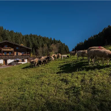 Eine ruhige Almlandschaft mit einer gemütlichen Berghütte und grasenden Schafen. Die Umgebung ist von grünen Wiesen und dichten Wäldern geprägt.