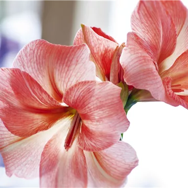 Two beautiful pink flowers with gentle edges stand in the foreground. The background is blurred, making the flowers shine.
