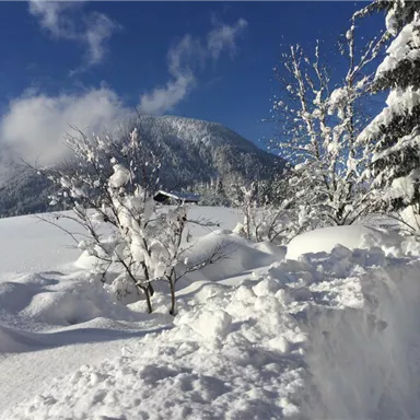 Eine verschneite Landschaft mit schneebedeckten Bäumen und einem klaren blauen Himmel. Im Hintergrund sind sanfte Berge zu sehen.