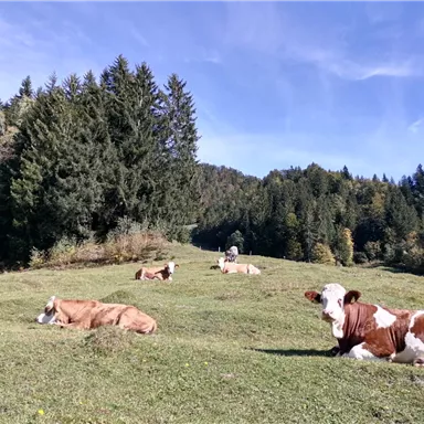 Eine Wiese mit mehreren entspannten Kühen, umgeben von Bäumen und sanften Hügeln. Der Himmel ist blau und klar.