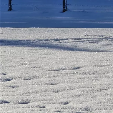 Eine schneebedeckte Fläche mit funkelnden Schneekristallen. Im Hintergrund sind schneebedeckte Bäume zu sehen.