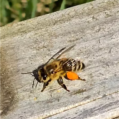 Eine Biene sitzt auf einem Holzbrett und hat orangefarbene Pollen an den Hinterbeinen. Im Hintergrund sind grüne Pflanzen sichtbar.