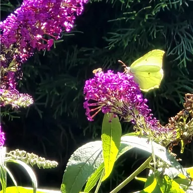 Eine bunte Schmetterling sitzt auf einer lila Blume. Im Hintergrund sind grüne Blätter zu sehen.