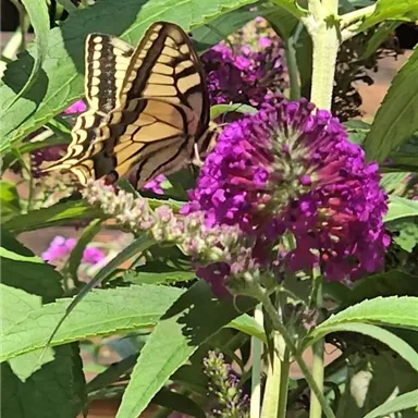 Ein farbenfroher Schmetterling sitzt auf einer lilafarbenen Blüte. Im Hintergrund sind grüne Blätter und weitere Blumen sichtbar.