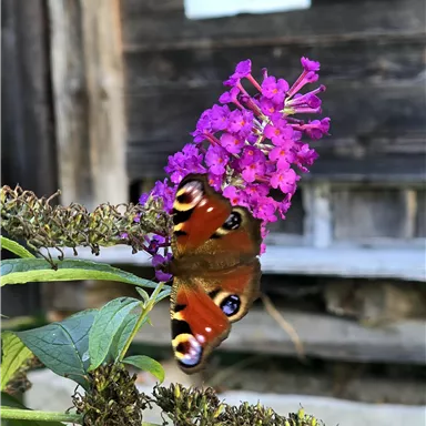 Ein Schmetterling mit leuchtenden Farben sitzt auf einer lilafarbenen Blume. Im Hintergrund sind Holzwände sichtbar.