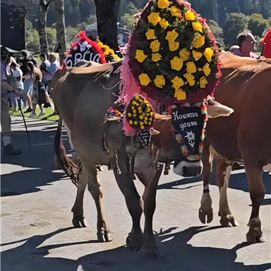 Eine mit Blumen geschmückte Kuh auf einer Straße. Im Hintergrund sind Menschen und Bäume zu sehen.