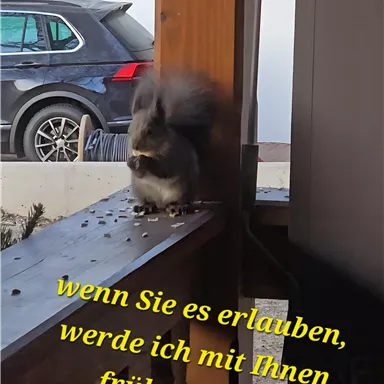A cute squirrel is sitting on a balcony and looking curiously. In the background, a car and a clear sky can be seen.