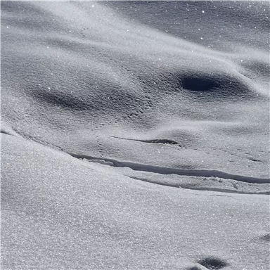 Eine schneebedeckte Fläche mit sanften Wellen und Glitzereffekten im Licht. Die Oberfläche wirkt frisch und unberührt.