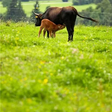 Ein Kalb trinkt an seiner Mutter auf einer grünen Wiese. Im Hintergrund sind sanfte Hügel und Bäume zu sehen.