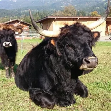 Zwei Hochlandrinder auf einer Wiese, eines sitzt und das andere steht im Hintergrund. Im Hintergrund sind Bäume und ein Farmhaus zu sehen.