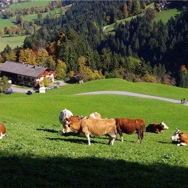 Eine malerische Landschaft mit grünen Wiesen und Kühen, die grasen. Im Hintergrund sind Bäume und ein chaletähnliches Haus zu sehen.