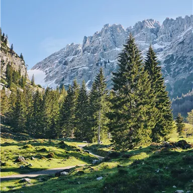 A picturesque forest landscape with green meadows and tall fir trees. In the background, majestic mountains rise up with snow-capped peaks.