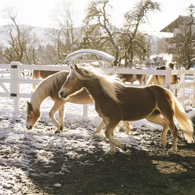 A group of ponies on a snow-covered farm. The sun shines through the trees, creating a cozy atmosphere.
