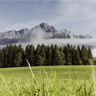 A green meadow with plenty of grass and trees in the foreground. In the background, majestic mountains rise, shrouded in light mist.