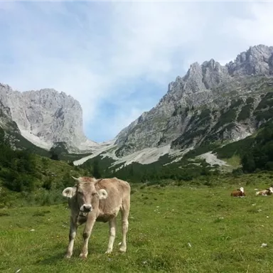 Eine Kuh steht auf einer grünen Wiese vor beeindruckenden Bergen. Im Hintergrund sind weitere Kühe und eine malerische Landschaft zu sehen.