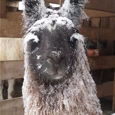 A llama with a frosty mane is standing in a stable. The snow is visible on its fur and ears.