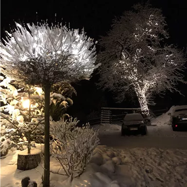 A snowy winter landscape at night, illuminated by glowing trees. In the foreground stands a tree with lights, while in the background another tree is lit up.