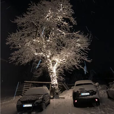 A snow-covered tree is decorated with lights. In the foreground, there are two cars that are also covered in snow.