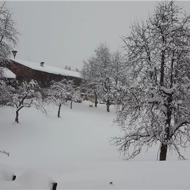 A snowy landscape with trees and a wooden house in the background. The snow covers the ground and the branches of the trees.