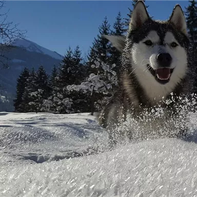 A happy dog runs through the fresh snow. In the background, snow-covered trees and mountains can be seen.