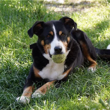 Ein Hund liegt entspannt im Gras und hält einen Tennisball im Mund. Die Sonne scheint und die Umgebung ist grün.