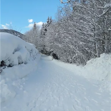 Ein verschneiter Weg durch einen Wald mit schneebedeckten Bäumen. Der Himmel ist klar und blau.