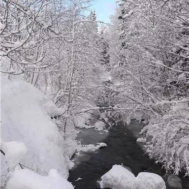Ein winterlicher Fluss, umgeben von schneebedeckten Bäumen. Der Himmel ist klar und der Schnee verleiht der Landschaft eine friedliche Atmosphäre.