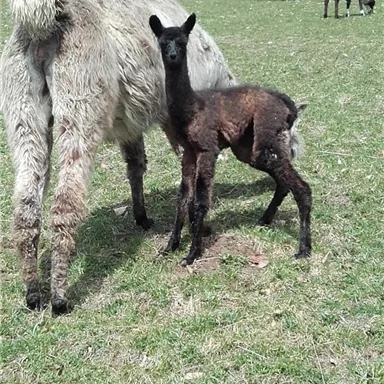 A small llama foal stands next to its mother on a green meadow. In the background, other animals can be seen.