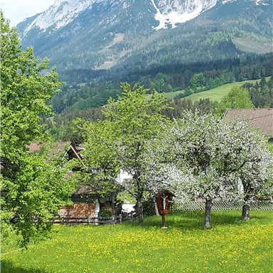 Eine idyllische Landschaft mit grünen Wiesen, blühenden Obstbäumen und einer malerischen Bergkulisse. Der Himmel ist klar und die Natur wirkt friedlich.