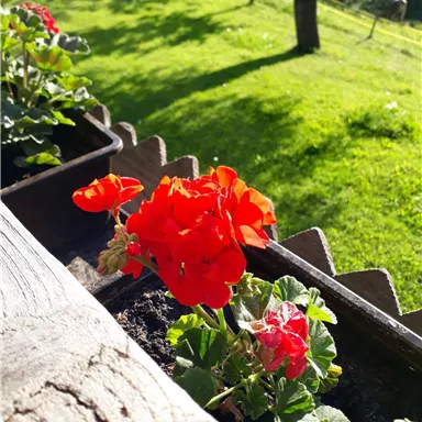 A blooming balcony with bright red geraniums. In the background, you can see a green meadow and trees.