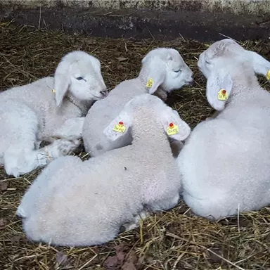 Four sweet lambs are comfortably lying on the ground. They have yellow ear tags and are surrounded by dry grass.