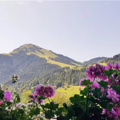 Eine malerische Landschaft mit grünen Hügeln und Bergen im Hintergrund. Vorne blühen pinke Geranien in voller Blüte.